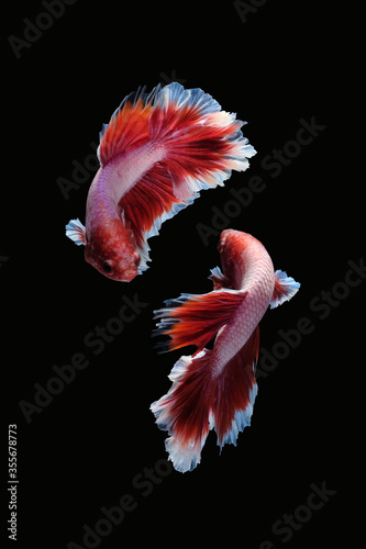 Two dancing betta siamese fighting fish  Halfmoon lavender in red and white color combination type  isolated on black background