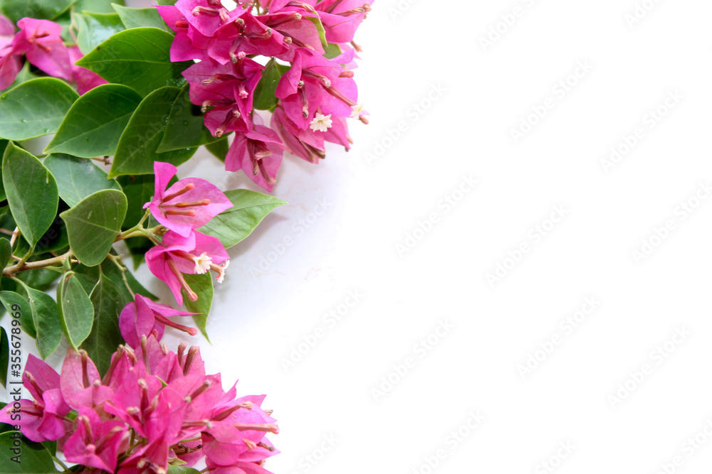 Pink Bougainvillea Flower Background Pink Bougainvillea Flower Background
