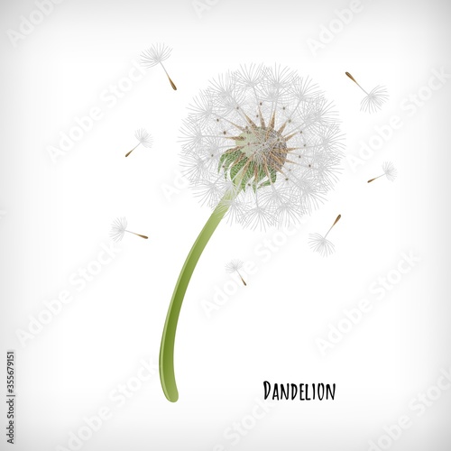 Dandelion plant with flying seeds in the wind isolated on white background. Lettering Dandelion. Vector hand drawn herb icon.