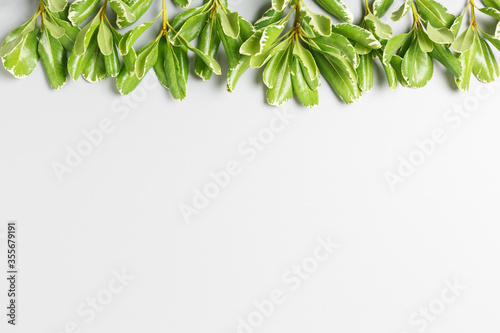 green leaves on a gray background. copy space, summer background