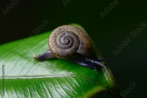 Macro Monachoides vicinus in nature photo