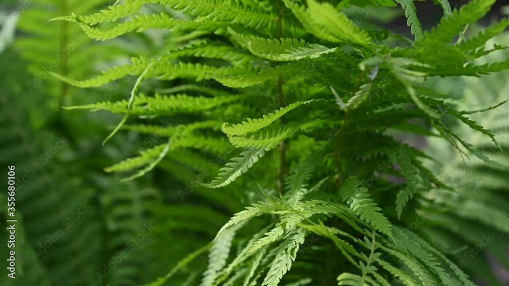 Green fern leaves flutter in the wind. Green fern leaves flutter in the wind.