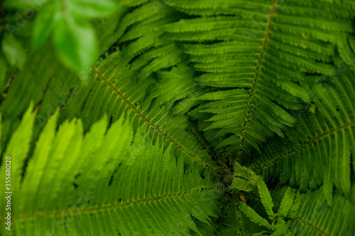 Natural background as a texture. Beautiful leaves of green fern close-up in the forest. View from above.