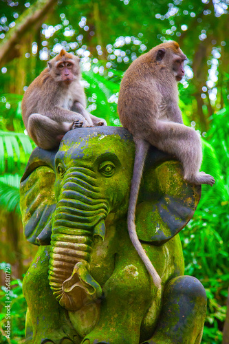 Monkeys in Ubud Monkey Forest, Bali, Indonesia