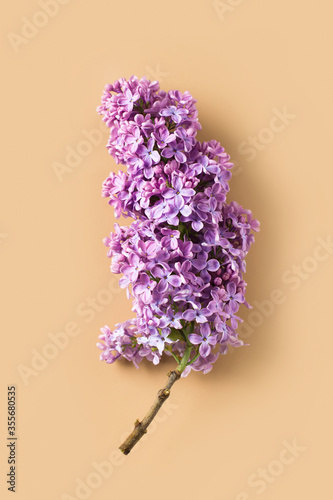 Lilac branch flower flat lay close up on beige pastel background