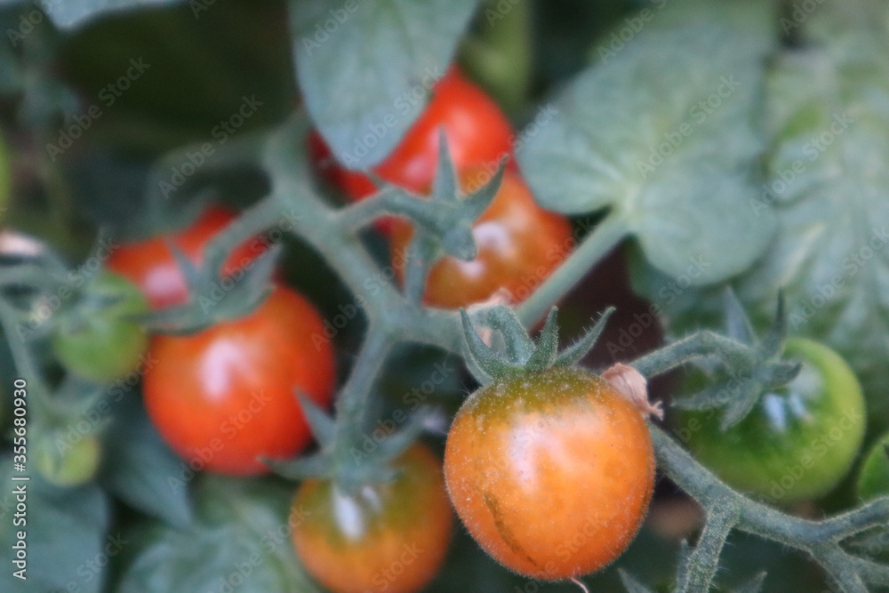 tomatoes in the garden cherry