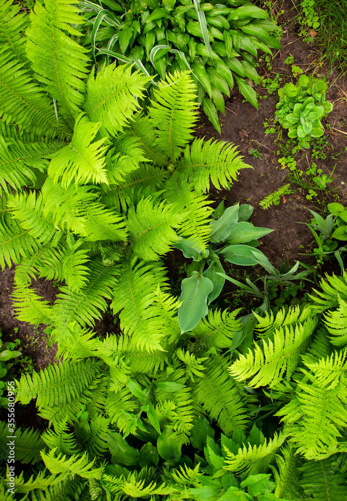 Glade of ferns and other beautiful plants in the home garden in the village. Glade of ferns and other beautiful plants in the home garden in the village.
