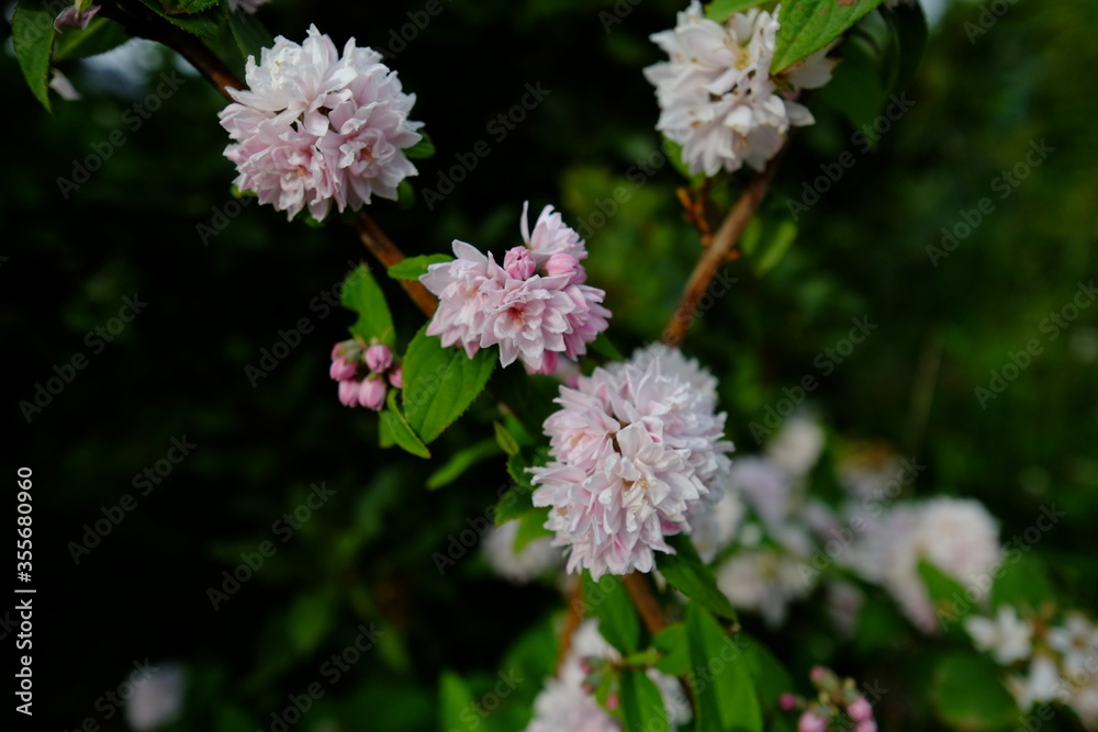 Colored flowers in Spring 2020 in France. (le Pouliguen, a small city located on the seaside of France) Colored flowers in Spring 2020 in France. (le Pouliguen, a small city located on the seaside of France)