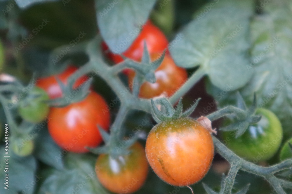 tomatoes on vine cherry
