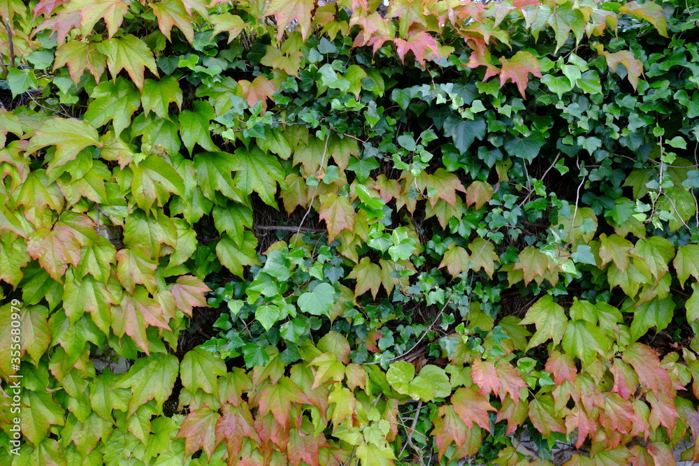 Green background at le Pouliguen. May 2020, west of France. Green background at le Pouliguen. May 2020, west of France.