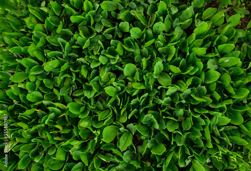Wallpaper Mural Glade of lilies of the valley in a garden in the countryside. View from above. Torontodigital.ca