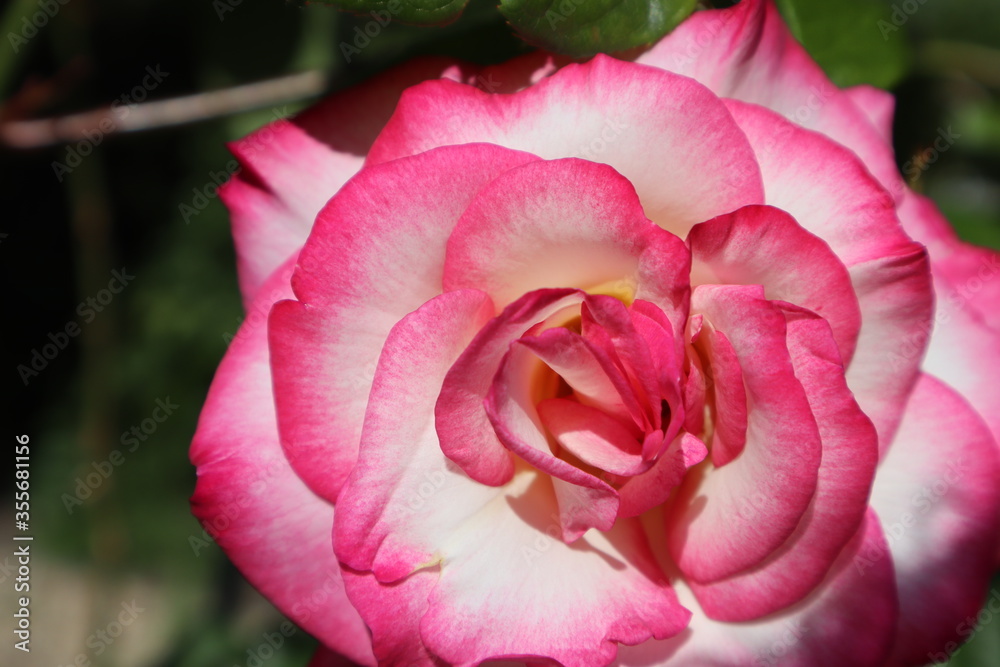 pink and white rose in garden