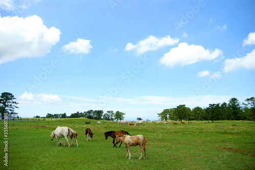 The horses are grazing.