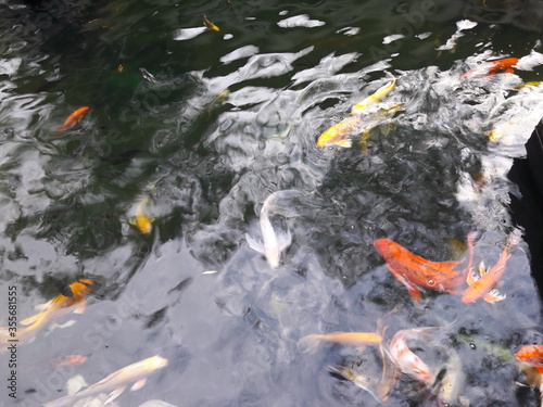 koi fish in pond
