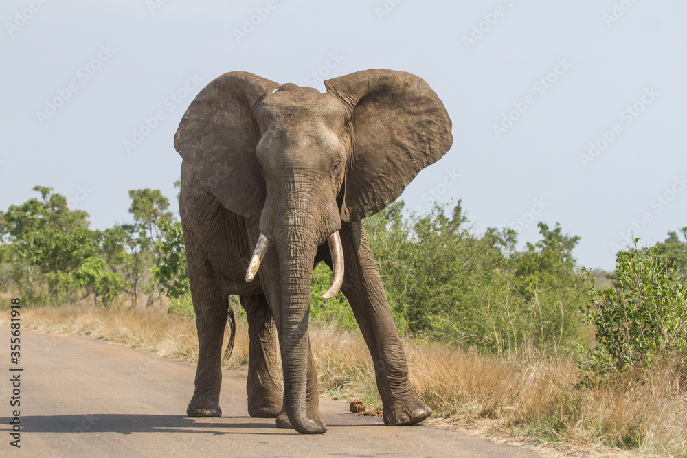 Massive African elephant walking with a swagger down the road in Kruger, South Africa