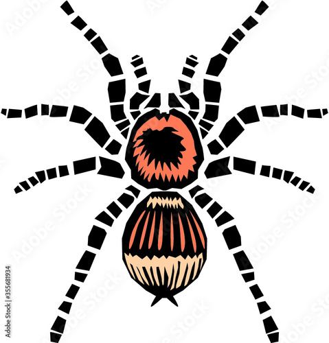 Tarantula spider, vector illustration