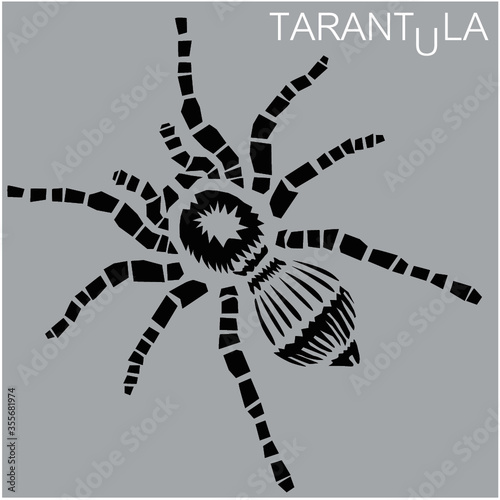 Tarantula spider, vector illustration
