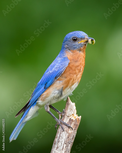 Eastern Bluebird with Insect © mattcuda