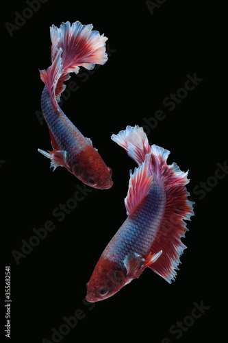 Two dancing of betta siamese fighting fish (Halfmoon lavender in white purple red color combination) isolated on black background