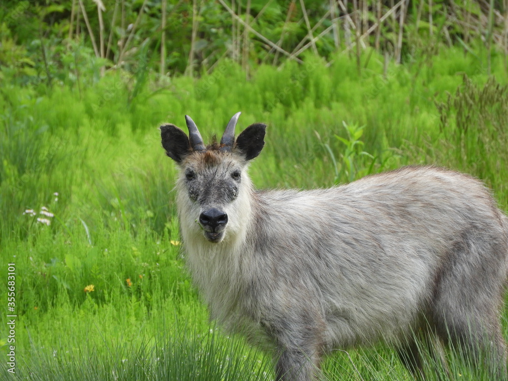 Fototapeta premium 二ホンカモシカ