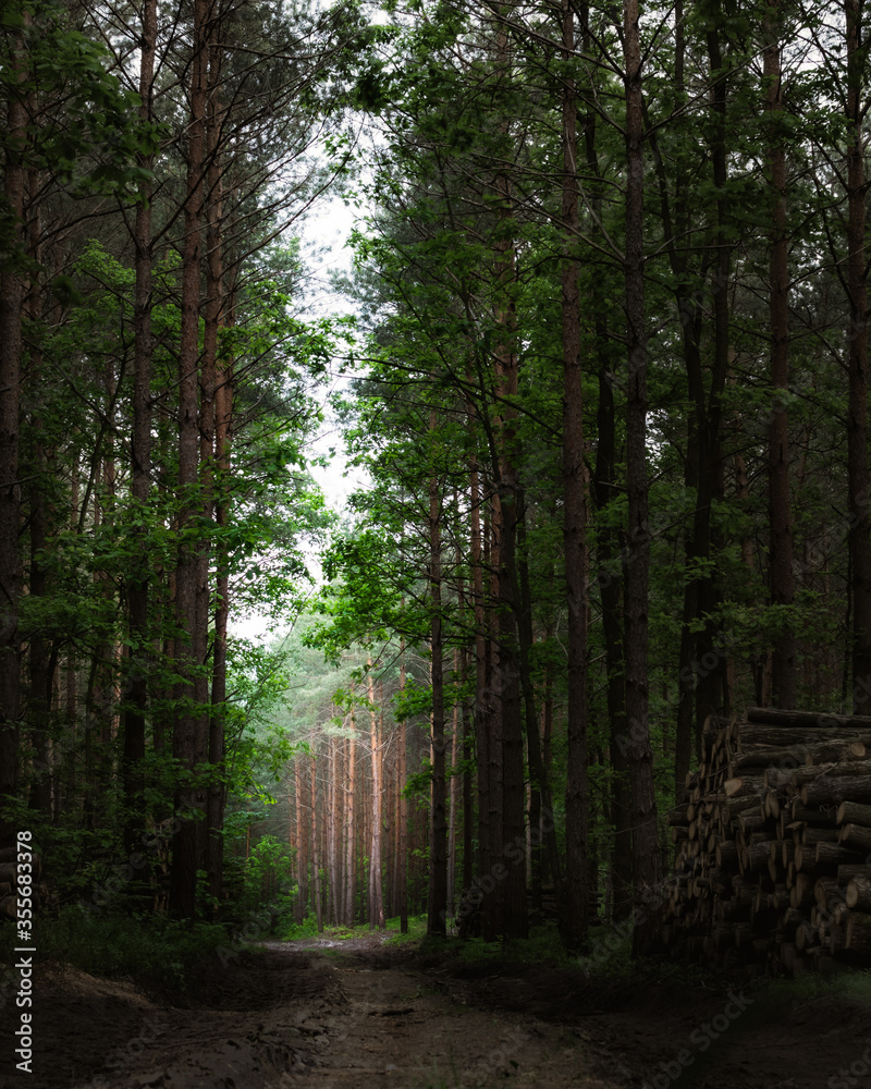 Obraz premium Taki sobie las