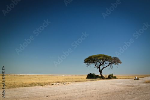 Fototapeta Naklejka Na Ścianę i Meble -  lonely tree in the salt pan
