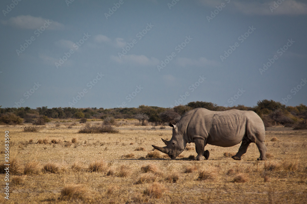 Fototapeta premium rhino in the savannah