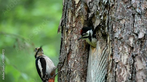 Buntspecht füttert Nachwuchs