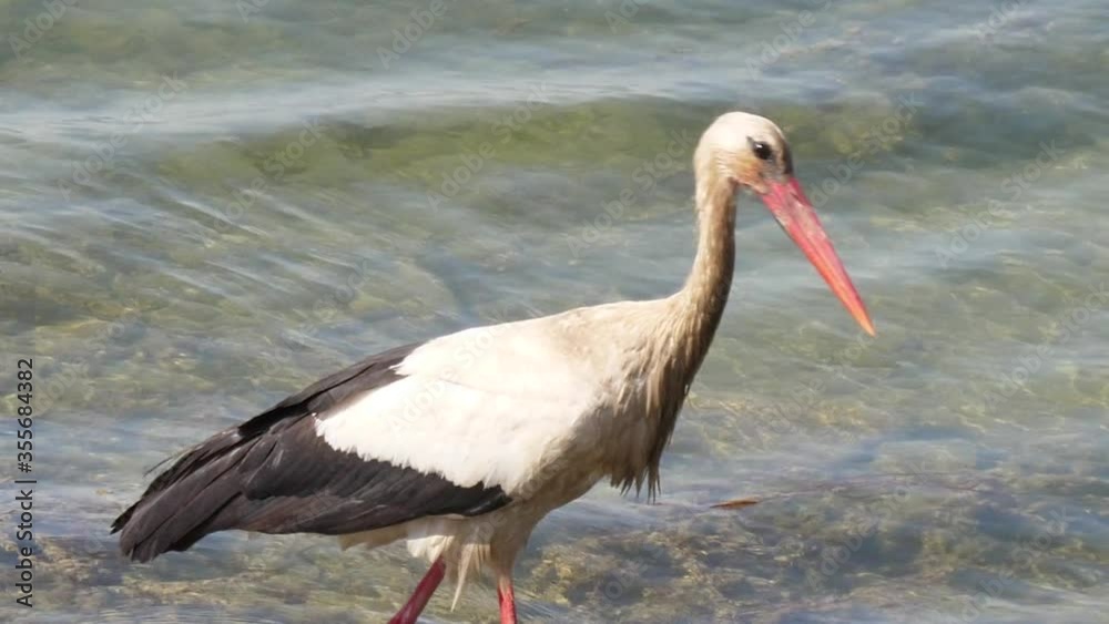 Stork in river wildlife slow motion Stork in river wildlife slow motion