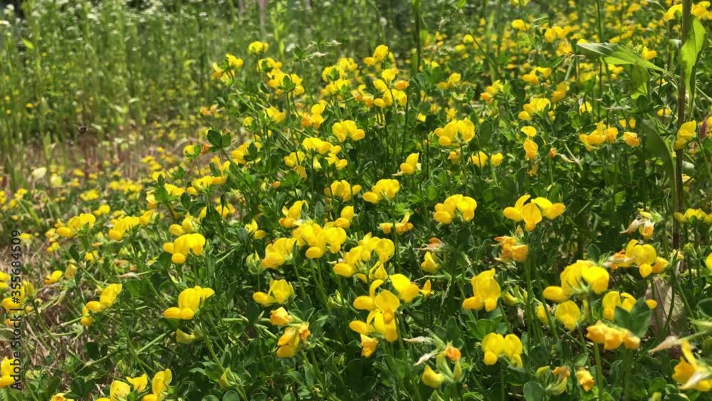 field of Lotus corniculatus field of Lotus corniculatus