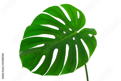 Monstera deliciosa plant leaf detail