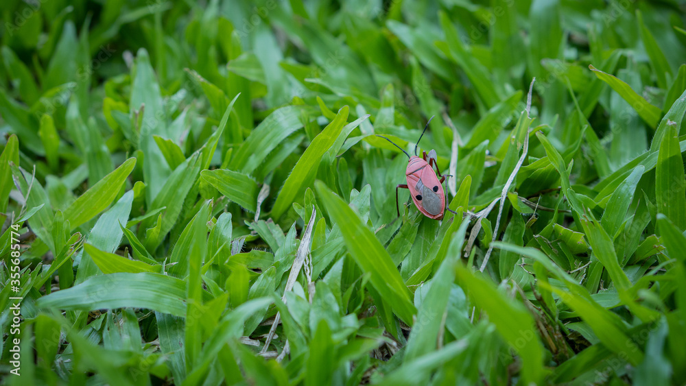 A small insect walking on the green grass A small insect walking on the green grass