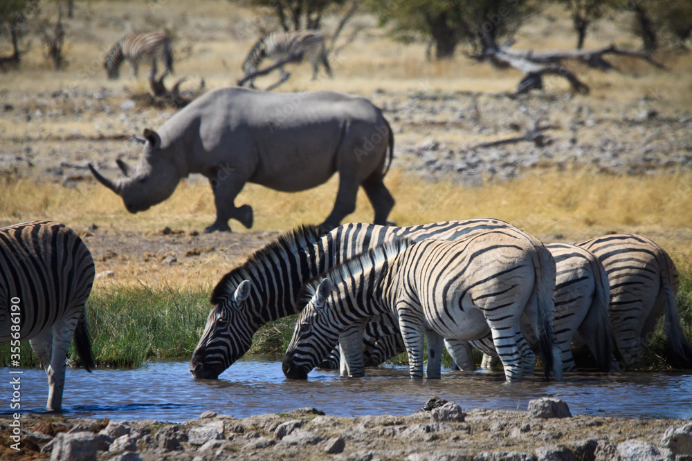 Fototapeta premium zebras and rhino at a waterhole
