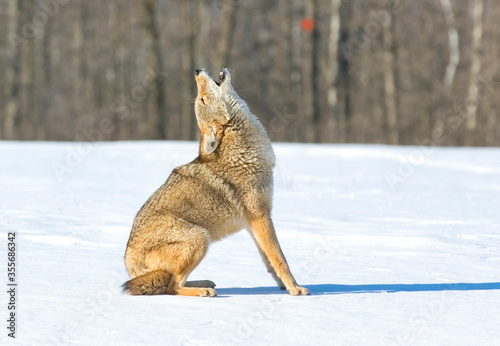 Coyote howling  winter snow Fototapet