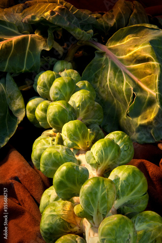 Φωτογραφία Brussels Sprout (Brassica oleracea)