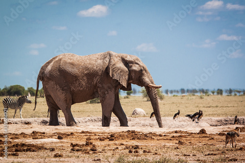 elephant at the waterhole