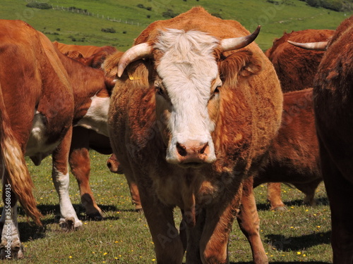 cows in a field