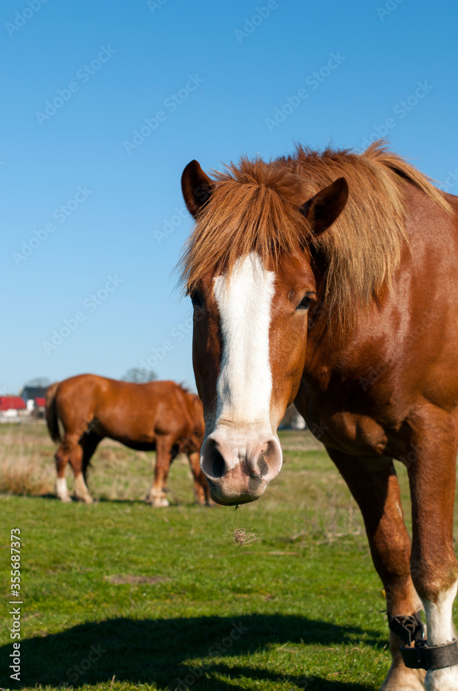 wild horse on a large meadow with beautiful scenery of blue sky and quiet at sunrise wild horse on a large meadow with beautiful scenery of blue sky and quiet at sunrise