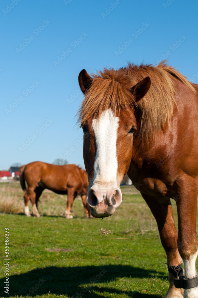 wild horse on a large meadow with beautiful scenery of blue sky and quiet at sunrise