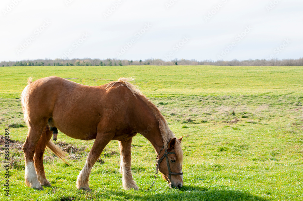 wild horse on a large meadow with beautiful scenery of blue sky and quiet at sunrise wild horse on a large meadow with beautiful scenery of blue sky and quiet at sunrise