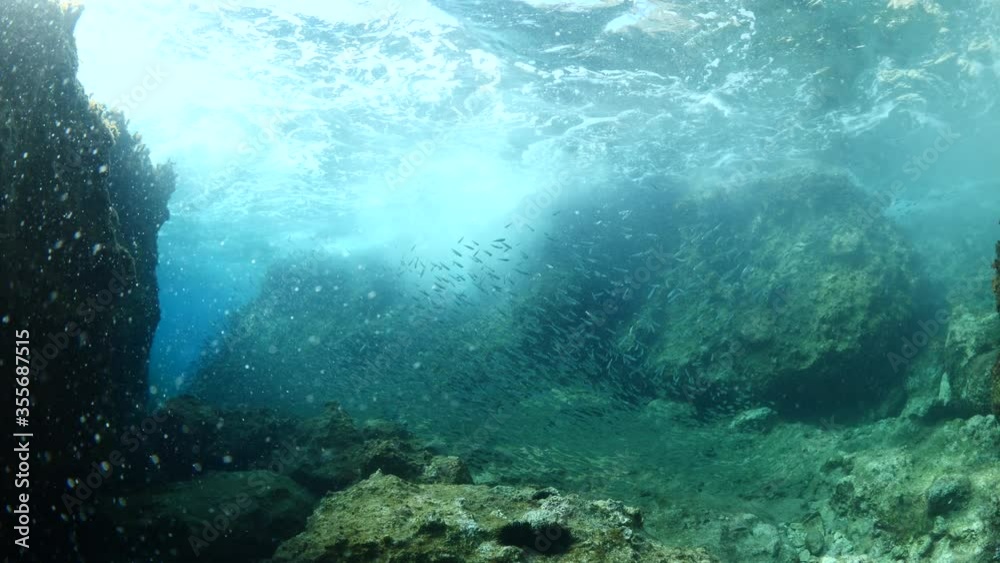 silversides hiding behind secret rocks under sun shine and beams underwater silverside fish school wavy sea protection ocean scenery silversides hiding behind secret rocks under sun shine and beams underwater silverside fish school wavy sea protection ocean scenery