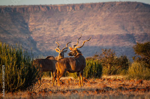 Kudu in the wild photo