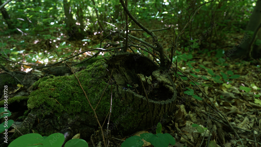 Fototapeta premium Green forest background, stump covered with moss
