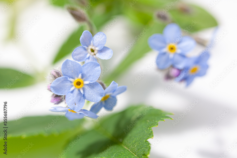 Fototapeta premium close up macro of forget me not flowers