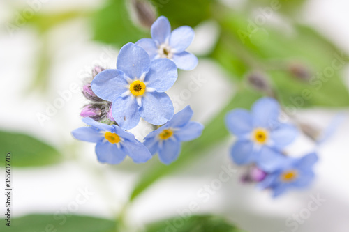 close up macro of forget me not flowers