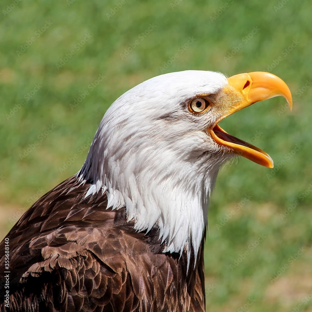 Fototapeta premium schreiender Weißkopfseeadler