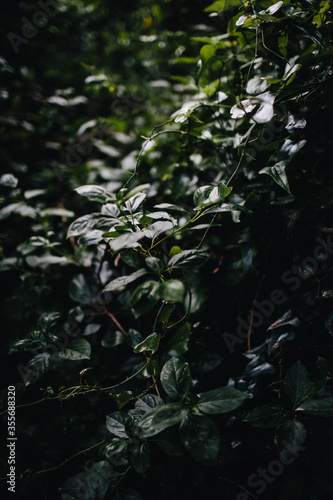 Detail of light reflection on the leaves of forest plants