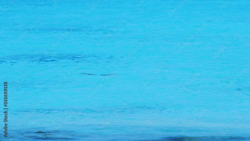 Spotted A Green Sea Turtle Coming Up On The Water Surface To Breath On A Calm Blue Ocean In Bonaire. -wide shot Spotted A Green Sea Turtle Coming Up On The Water Surface To Breath On A Calm Blue Ocean In Bonaire. -wide shot