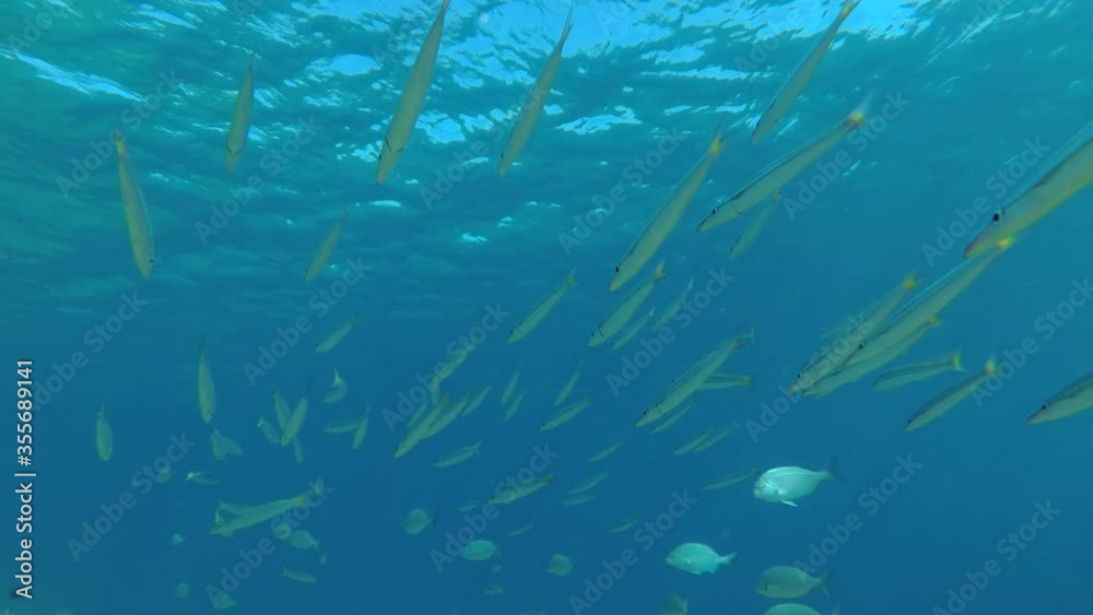 School of Yellow-tail Barracuda (Sphyraena flavicauda) with other species fishes slowly swims under surface in the blue water in sun rays, Red Sea, Egypt School of Yellow-tail Barracuda (Sphyraena flavicauda) with other species fishes slowly swims under surface in the blue water in sun rays, Red Sea, Egypt