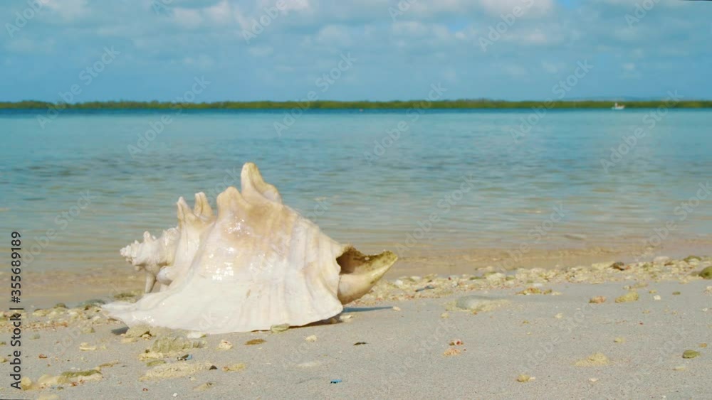 Empty Conch Washed Ashore On Calm Beach With Beautiful Ocean In The Background In Bonaire. - close up shot Empty Conch Washed Ashore On Calm Beach With Beautiful Ocean In The Background In Bonaire. - close up shot
